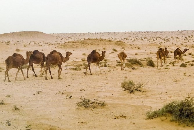 4 Days Tunisia Discovery Private Tour - What the $1,410.26 price includes