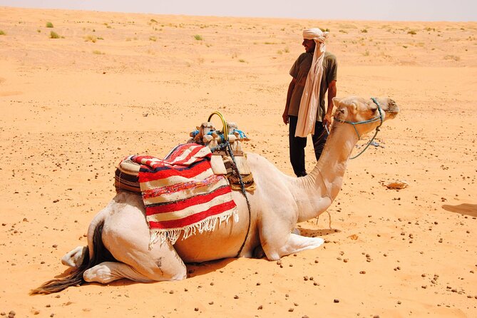 Day Trip in Ksar Ghilane with Lunch and Pickup - The Roman fort 7 kilometers beyond the oasis