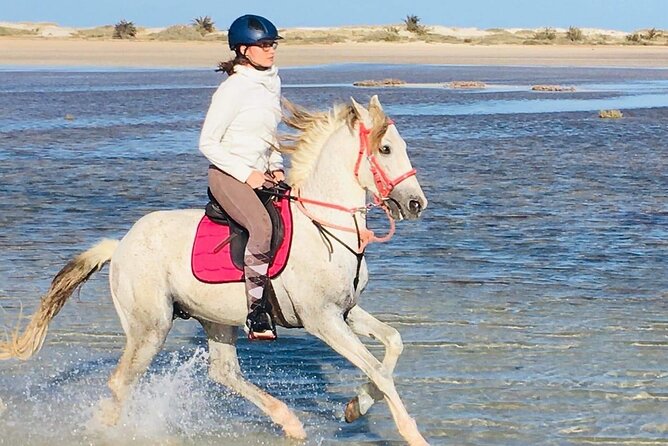 Discovery ride on horseback or camel 2h30 - Leaving the resort strip at Ranch Adada Djerba