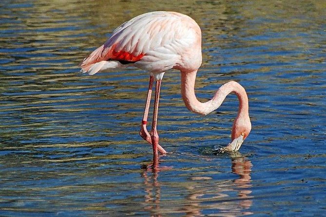 Djerba Flamingo Island Pirate Boatrip - Trip, Lunch & Pick-up - Who will enjoy this Djerba boat trip?