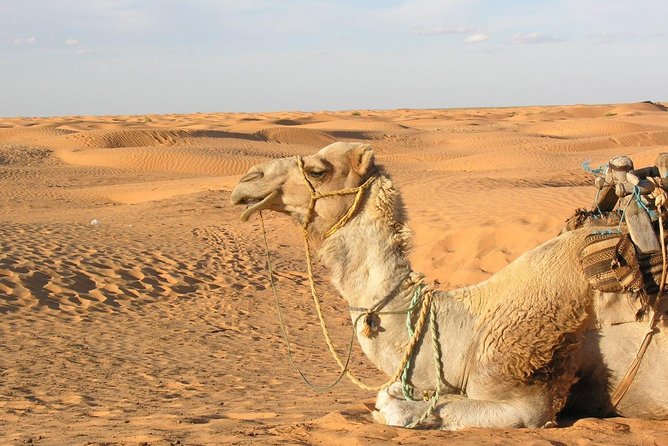 Door of the tunisian desert Ksar Ghilane and Matmata: Full one Day - Key points to know before booking