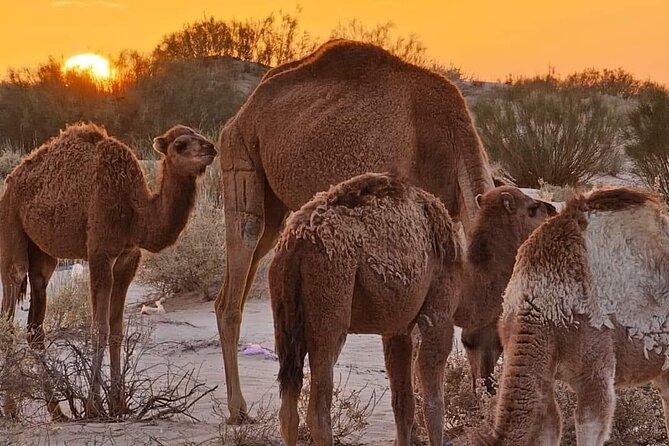 From Djerba: Explore the desert in a day - Why this Djerba desert day is worth considering