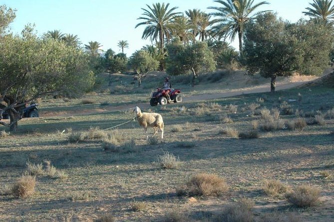 Great ride forest and blue lagoon in quad - Key points to know before booking