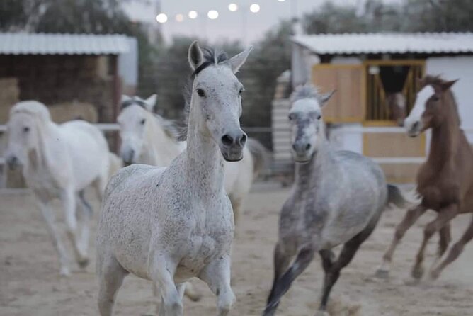 Horseback riding with private transfer - Key points to know before you book
