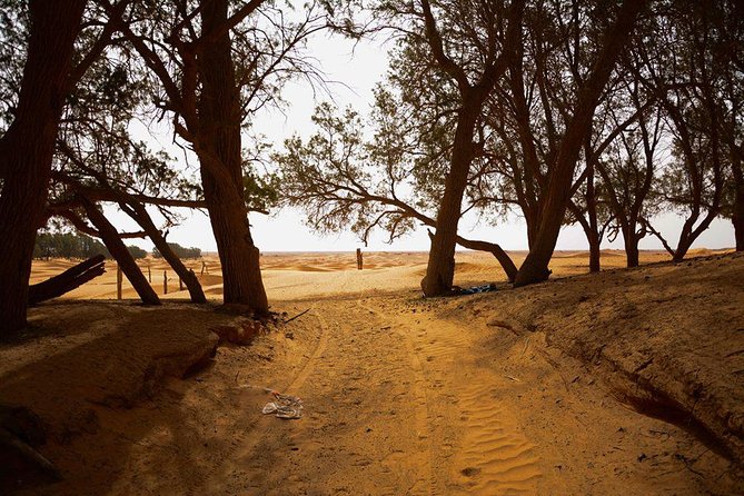 Ksar Ghilane 1 day: The hot spring and the homestay - How the timing shapes the day