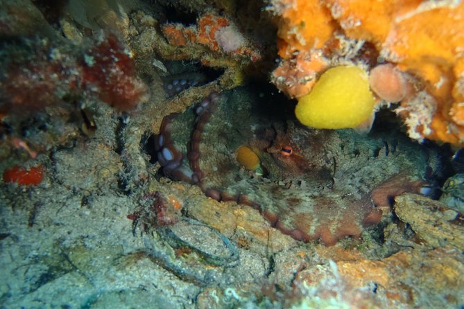Octopus Rock Exploration - Certified Diver - The 15-Minute Trip to Octopus Rocks