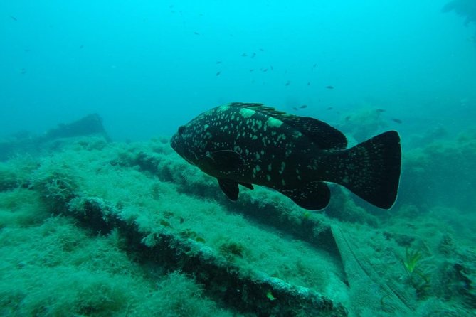 Octopus Rock Exploration - Certified Diver - Verification, Equipment, and the Pre-Trip Briefing