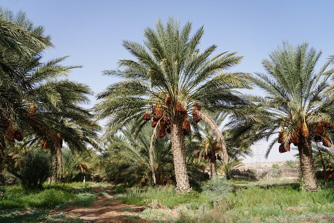 Private 3 Day Tour in Southern Tunisia or More - Day 3: Chebika and Tamerza mountain oases