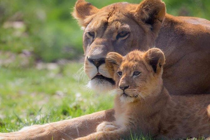 Private Excursion of Friguia Park and Medina of Hammamet - From Hammamet to a 36-hectare animal park