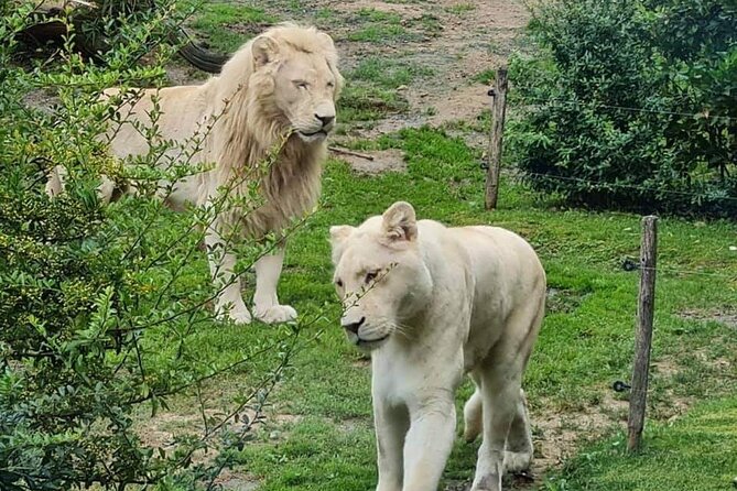 Private Excursion of Friguia Park and Medina of Hammamet - Sea lions, African performances, and the park atmosphere