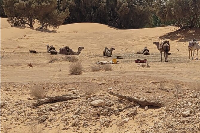 Private getaway in the desert like no other - Douz and the gates of the desert
